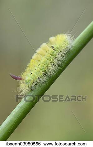 "Pale Tussock (Calliteara pudibunda), caterpillar, Emsland, Lower Saxony, Germany, Europe" View Large Photo Image Stock Photograph - "Pale Tussock (Calliteara pudibunda), caterpillar, Emsland, Lower Saxony, Germany, Europe". Fotosearch