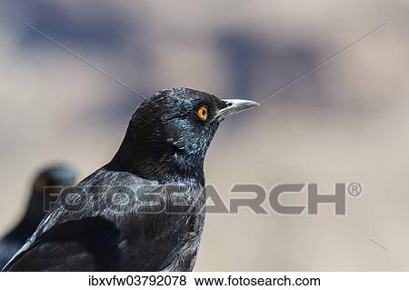 Stock Photo - "Pale-winged Starling (Onychognathus nabouroup), Fish River Canyon, Namibia, Africa". Fotosearch