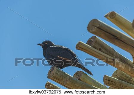 Stock Photography - "Pale-winged Starling (Onychognathus nabouroup) on bamboo, Fish River Canyon, Namibia, Africa". Fotosearch