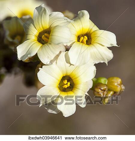 "Pale Yellow-eyed Grass or Satin Flower (Sisyrinchium striatum), Munster, North Rhine-Westphalia, Germany, Europe" View Large Photo Image Stock Image - "Pale Yellow-eyed Grass or Satin Flower (Sisyrinchium striatum), Munster, North Rhine-Westphalia, Germany, Europe". Fotosearch