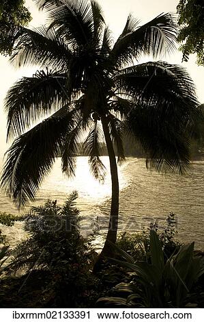Stock Image - "Palm against the light, Ambas Bay, Limbe, Cameroon, Africa". Fotosearch