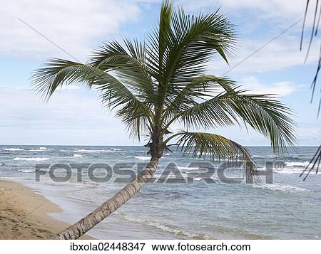 "Palm (Arecaceae) on the beach of Punta Uva, Puerto Viejo de Talamanca, Costa Rica, Central America, North America" View Large Photo Image Stock Photo - "Palm (Arecaceae) on the beach of Punta Uva, Puerto Viejo de Talamanca, Costa Rica, Central America, North America". Fotosearch