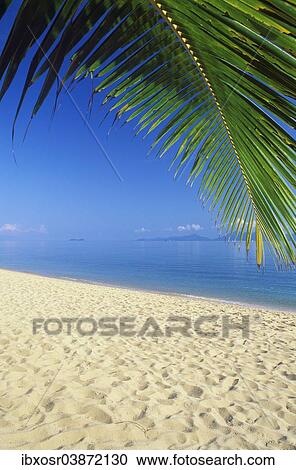 "Palm beach, Mae Nam Beach, Ko Samui, Thailand, Asia" View Large Photo Image Stock Image - "Palm beach, Mae Nam Beach, Ko Samui, Thailand, Asia". Fotosearch