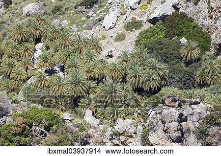 "Palm canyon in Preveli, Rethymno, Crete, Greece, Europe" View Large Photo Image Picture - "Palm canyon in Preveli, Rethymno, Crete, Greece, Europe". Fotosearch