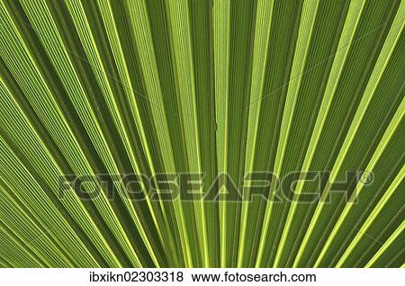 Palm frond (Arecaceae) View Large Photo Image Stock Photo - Palm frond (Arecaceae). Fotosearch