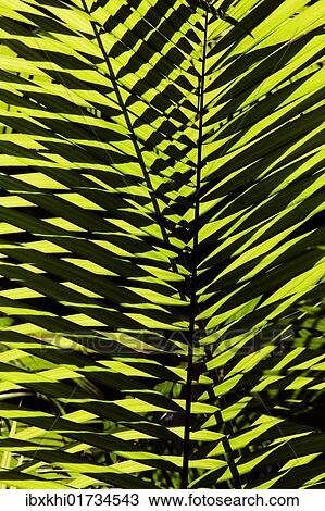 Stock Image - "Palm frond, Daintree National Park, Queensland, Australia, Oceania". Fotosearch