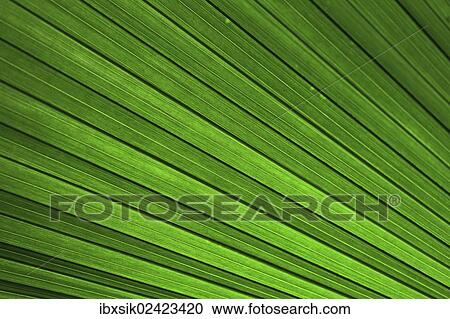 Stock Image - "Palm frond, palm leaf, detailed view, Mainau island, Baden-Wuerttemberg, Germany, Europe". Fotosearch