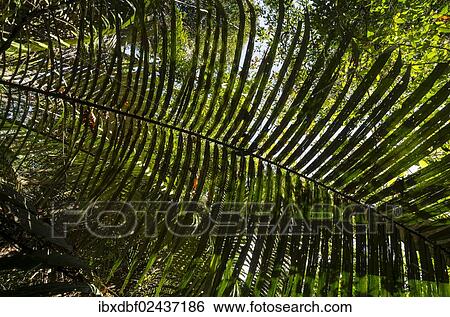 "Palm fronds, palm tree, palm (Arecaceae, Palmae), Umpang or Um Phang region, Tak Province, Thailand, Asia" View Large Photo Image Stock Photograph - "Palm fronds, palm tree, palm (Arecaceae, Palmae), Umpang or Um Phang region, Tak Province, Thailand, Asia". Fotosearch