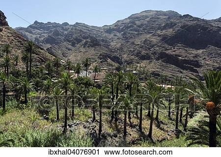 "Palm Grove in El Guro, behind Montana del Adivina, Valle Gran Rey, La Gomera, Canary Islands, Spain, Europe" View Large Photo Image Stock Image - "Palm Grove in El Guro, behind Montana del Adivina, Valle Gran Rey, La Gomera, Canary Islands, Spain, Europe". Fotosearch