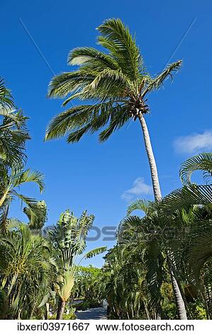 "Palm grove in Saint Lucia, Caribbean" View Large Photo Image Stock Photo - "Palm grove in Saint Lucia, Caribbean". Fotosearch