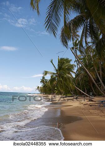 "Palm grove on the secluded beach of Punta Uva, Puerto Viejo de Talamanca, Costa Rica, Central America, North America" View Large Photo Image Stock Photography - "Palm grove on the secluded beach of Punta Uva, Puerto Viejo de Talamanca, Costa Rica, Central America, North America". Fotosearch