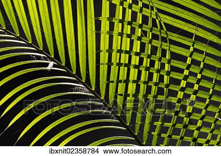 "Palm leaves, pattern" View Large Photo Image Picture - "Palm leaves, pattern". Fotosearch