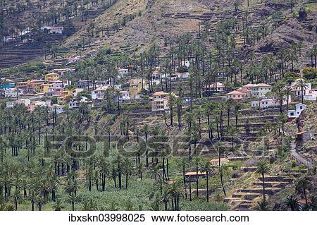 "Palm plantations and the village of El Guro, La Gomera, Canary Islands, Spain, Europe" View Large Photo Image Stock Photography - "Palm plantations and the village of El Guro, La Gomera, Canary Islands, Spain, Europe". Fotosearch
