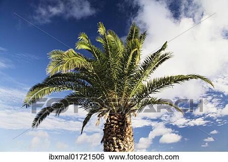 "Palm tree against a blue sky, Lanzarote, Canary Islands, Spain, Europe" View Large Photo Image Stock Photograph - "Palm tree against a blue sky, Lanzarote, Canary Islands, Spain, Europe". Fotosearch