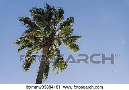 "Palm tree (Arecaceae) against blue sky, La Palma, Canary Islands, Spain, Europe" View Large Photo Image Stock Image - "Palm tree (Arecaceae) against blue sky, La Palma, Canary Islands, Spain, Europe". Fotosearch