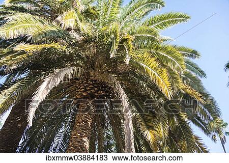 "Palm tree (Arecaceae), La Palma, Canary Islands, Spain, Europe" View Large Photo Image Stock Image - "Palm tree (Arecaceae), La Palma, Canary Islands, Spain, Europe". Fotosearch