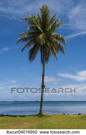 "Palm tree at the beach, Pohnpei, Micronesia, Oceania" View Large Photo Image Stock Image - "Palm tree at the beach, Pohnpei, Micronesia, Oceania". Fotosearch