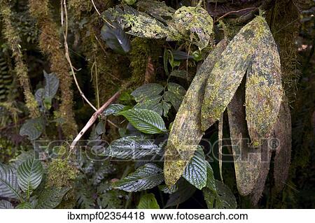 "Palm tree (Bactris hondurensis), Monteverde, Puntarenas Province, Costa Rica, Central America, North America" View Large Photo Image Stock Photo - "Palm tree (Bactris hondurensis), Monteverde, Puntarenas Province, Costa Rica, Central America, North America". Fotosearch
