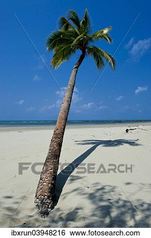 "Palm tree, beach, Cape Tribulation, Queensland, Australia, Oceania" View Large Photo Image Stock Photograph - "Palm tree, beach, Cape Tribulation, Queensland, Australia, Oceania". Fotosearch
