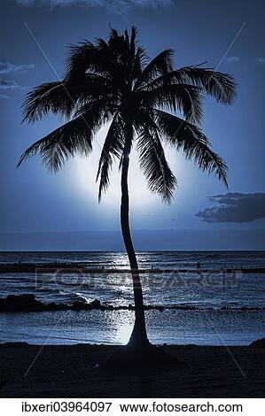 Stock Photo - "Palm tree, evening mood, Kauai, Hawaii, United States, North America". Fotosearch