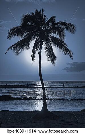 Picture - "Palm tree in backlight, Kauai, Hawaii, United States, North America". Fotosearch