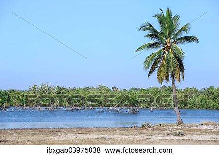"Palm tree in front of the Morondava river, Toliara province, Madagascar, Africa" View Large Photo Image Stock Photo - "Palm tree in front of the Morondava river, Toliara province, Madagascar, Africa". Fotosearch