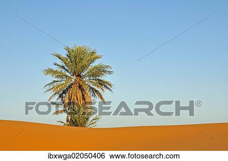 Stock Photograph - "Palm tree in the desert of Erg Chebbi, Morocco, Africa, PublicGround, Africa". Fotosearch