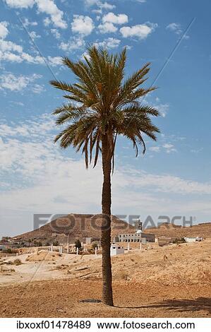 Stock Photo - "Palm tree in the Sahara, Africa". Fotosearch
