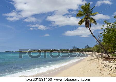 Palm Tree On The Anse Du Souffleur Beach Port Louis Grande