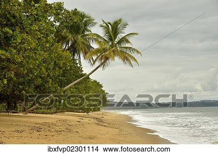 "Palm tree on the beach in Kribi, Cameroon, Central Africa, Africa" View Large Photo Image Picture - "Palm tree on the beach in Kribi, Cameroon, Central Africa, Africa". Fotosearch