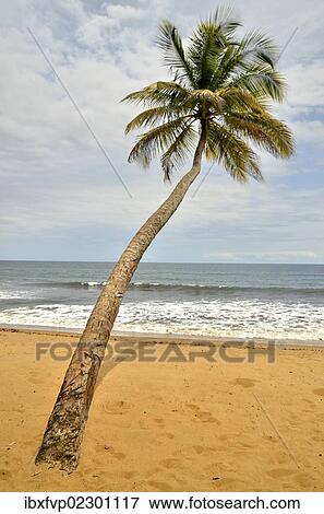 "Palm tree on the beach in Kribi, Cameroon, Central Africa, Africa" View Large Photo Image Stock Photo - "Palm tree on the beach in Kribi, Cameroon, Central Africa, Africa". Fotosearch