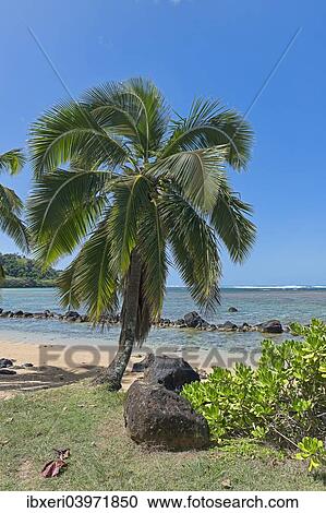 "Palm tree on the beach, Kaua'i, Hawaii, United States, North America" View Large Photo Image Stock Image - "Palm tree on the beach, Kaua'i, Hawaii, United States, North America". Fotosearch