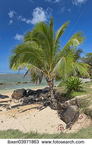 Stock Image - "Palm tree on the beach, Kaua'i, Hawaii, United States, North America". Fotosearch