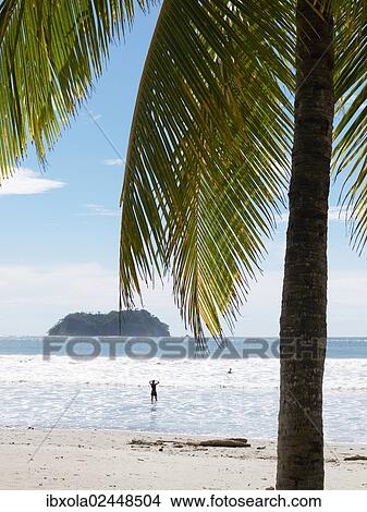 "Palm tree on the beach, Playa Samara, Nicoya Peninsula, Costa Rica, Central America, North America" View Large Photo Image Picture - "Palm tree on the beach, Playa Samara, Nicoya Peninsula, Costa Rica, Central America, North America". Fotosearch
