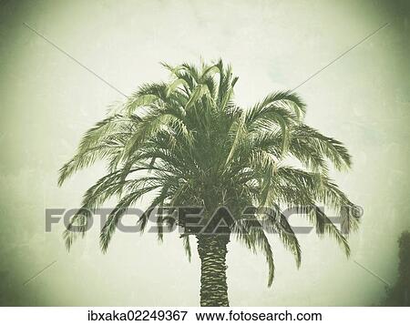 "Palm tree, retro look" View Large Photo Image Stock Photo - "Palm tree, retro look". Fotosearch