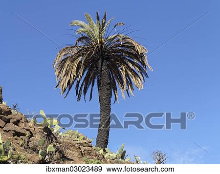 "Palm tree with a burnt trunk, Barranco de Charco Hondo, Alajero, La Gomera, Canary Islands, Spain, Europe" View Large Photo Image Stock Photo - "Palm tree with a burnt trunk, Barranco de Charco Hondo, Alajero, La Gomera, Canary Islands, Spain, Europe". Fotosearch