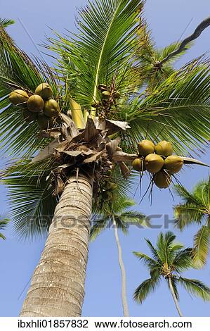 Stock Image - "Palm tree with coconuts (Cocos nucifera), Dominican Republic, Caribbean, North America". Fotosearch