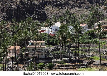 "Palm trees and houses of El Guro, Valle Gran Rey, La Gomera, Canary Islands, Spain, Europe" View Large Photo Image Stock Photo - "Palm trees and houses of El Guro, Valle Gran Rey, La Gomera, Canary Islands, Spain, Europe". Fotosearch
