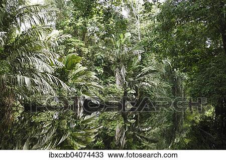 "Palm trees and jungle plants are reflected in the Cano Palma, Palm Canal, Tortuguero National Park, Limon Province, Costa Rica, North America" View Large Photo Image Stock Image - "Palm trees and jungle plants are reflected in the Cano Palma, Palm Canal, Tortuguero National Park, Limon Province, Costa Rica, North America". Fotosearch