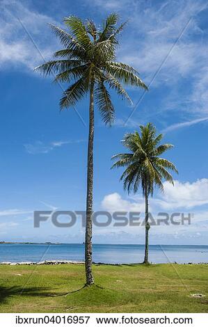 "Palm trees at the beach, Pohnpei, Micronesia, Oceania" View Large Photo Image Stock Photo - "Palm trees at the beach, Pohnpei, Micronesia, Oceania". Fotosearch