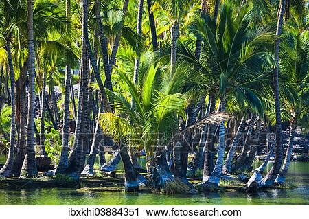 "Palm trees at the Hopeaia Fishpond, Mauna Lani, Kohala Coast, Big Island, Hawaii, United States, North America" View Large Photo Image Stock Image - "Palm trees at the Hopeaia Fishpond, Mauna Lani, Kohala Coast, Big Island, Hawaii, United States, North America". Fotosearch