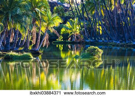 "Palm trees at the Hopeaia Fishpond, Mauna Lani, Kohala Coast, Big Island, Hawaii, United States, North America" View Large Photo Image Stock Image - "Palm trees at the Hopeaia Fishpond, Mauna Lani, Kohala Coast, Big Island, Hawaii, United States, North America". Fotosearch