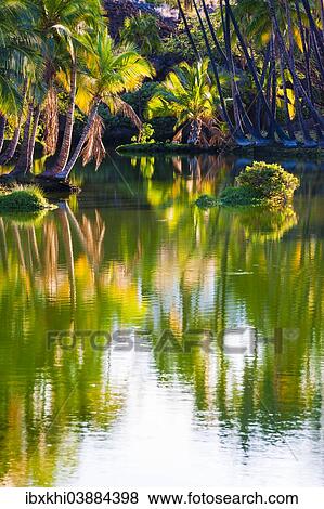 "Palm trees at the Hopeaia Fishpond, Mauna Lani, Kohala Coast, Big Island, Hawaii, United States, North America" View Large Photo Image Stock Photo - "Palm trees at the Hopeaia Fishpond, Mauna Lani, Kohala Coast, Big Island, Hawaii, United States, North America". Fotosearch