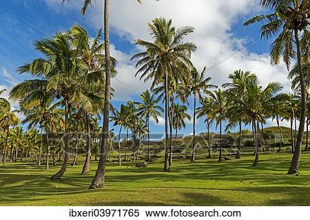 "Palm trees, beach of Anakena, Rapa Nui, Easter Island, Chile, South America" View Large Photo Image Stock Photography - "Palm trees, beach of Anakena, Rapa Nui, Easter Island, Chile, South America". Fotosearch