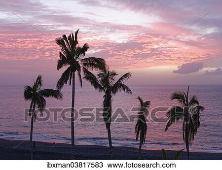 "Palm trees by the sea at dusk, Puerto Naos, La Palma, Canary Islands, Spain, Europe" View Large Photo Image Stock Image - "Palm trees by the sea at dusk, Puerto Naos, La Palma, Canary Islands, Spain, Europe". Fotosearch
