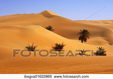 "Palm trees growing in the hot desert sand, Mandara Valley, Ubari Sand Sea, Sahara, Libya, North Africa, Africa" View Large Photo Image Stock Photo - "Palm trees growing in the hot desert sand, Mandara Valley, Ubari Sand Sea, Sahara, Libya, North Africa, Africa". Fotosearch