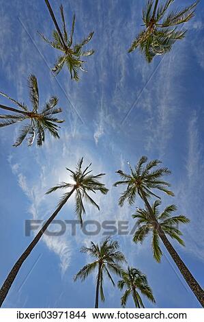 Picture - "Palm trees, Hanauma Bay, Oahu, Hawaii, United States, North America". Fotosearch