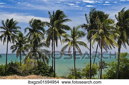 "Palm trees in front of turquoise sea, Mui Ne, Vietnam, Asia" View Large Photo Image Picture - "Palm trees in front of turquoise sea, Mui Ne, Vietnam, Asia". Fotosearch