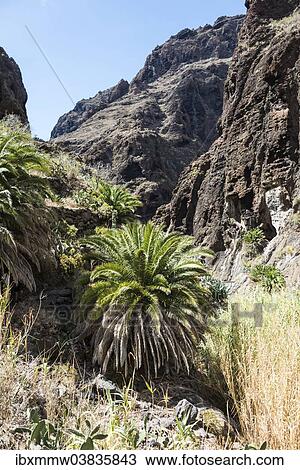 "Palm trees in the Masca Gorge, Tenerife, Canary Islands, Spain, Europe" View Large Photo Image Stock Image - "Palm trees in the Masca Gorge, Tenerife, Canary Islands, Spain, Europe". Fotosearch