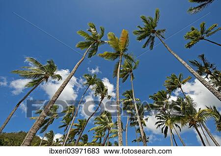 "Palm trees, Marigot Bay, Castries, Saint Lucia, North America" View Large Photo Image Stock Image - "Palm trees, Marigot Bay, Castries, Saint Lucia, North America". Fotosearch
